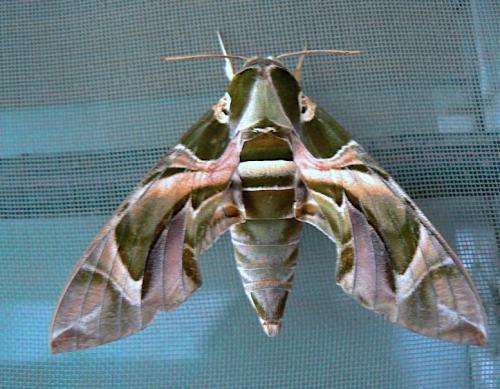 Réf. 190 730 : Daphnis nerii